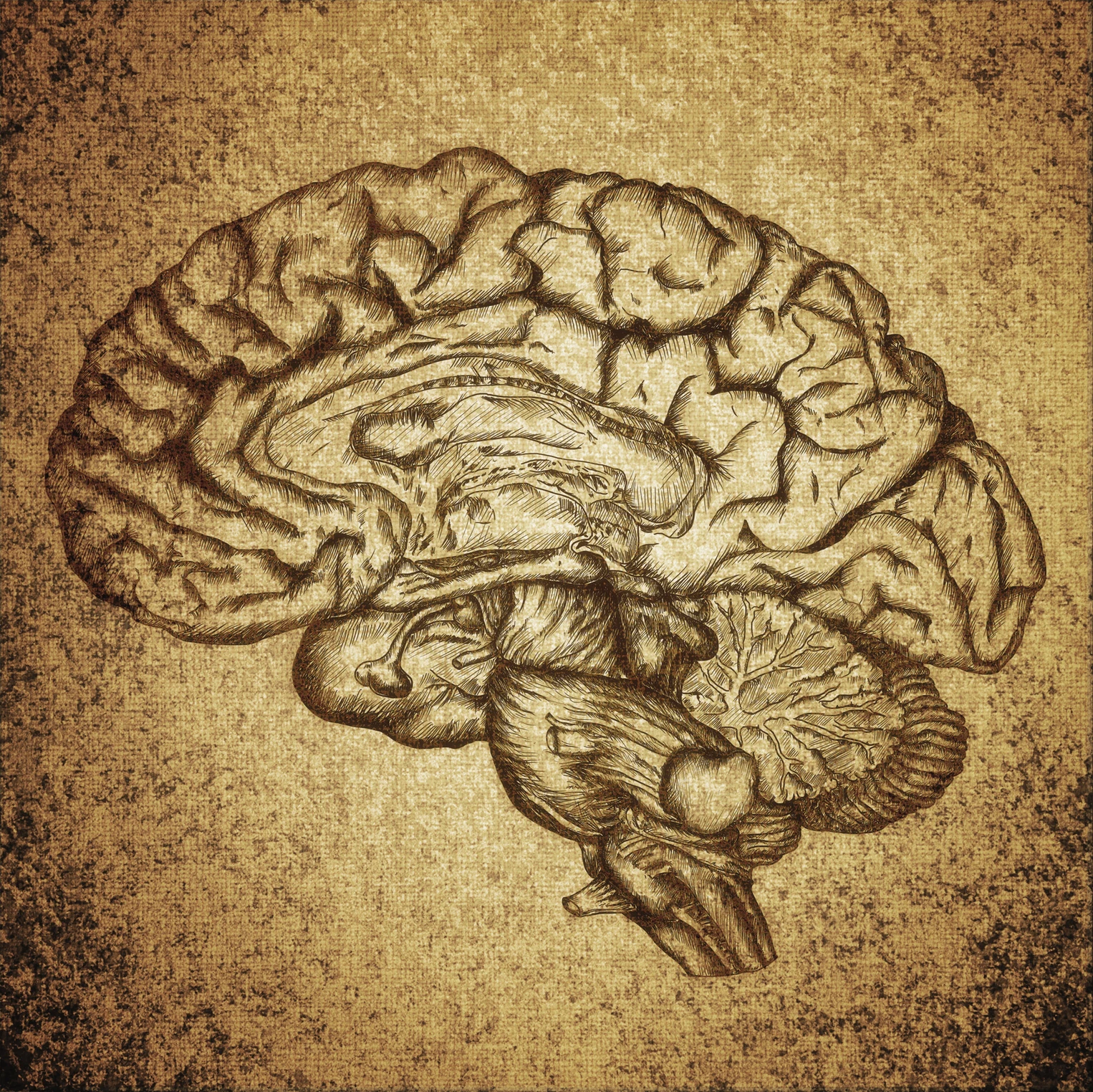 Gut Health / Brain Health